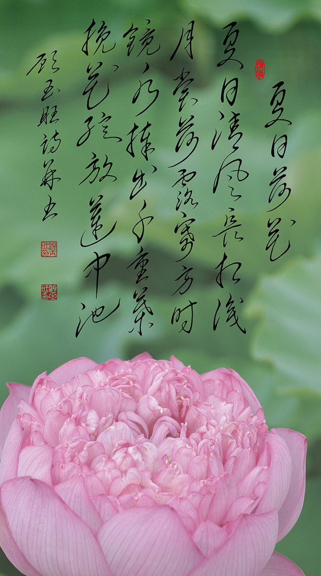 4顾玉旺作品《夏日荷花》注释：夏日清风长相识，月赏荷露寄方时。镜水捧出千重叶，挽花绽放莲中池。.jpg