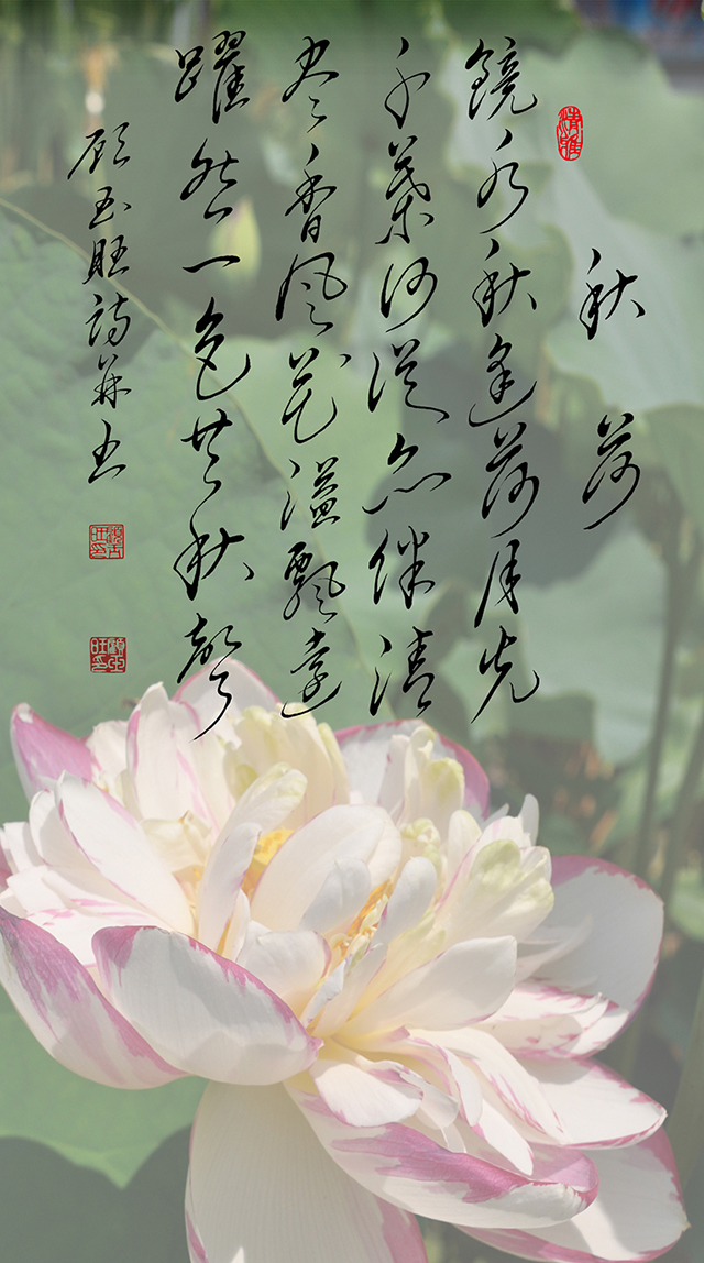 15顾玉旺作品《秋荷》注释：镜水秋逢荷月光，千叶何从亦伴清。尽香风花溢飘远，跃然一色共秋声。.jpg