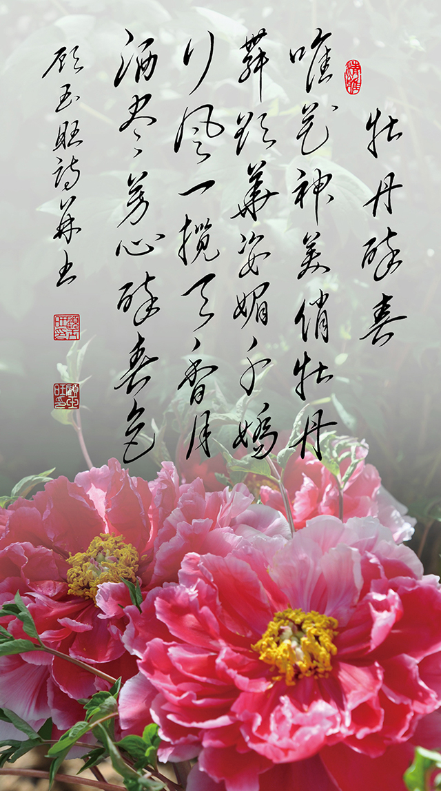 20顾玉旺作品《牡丹醉春》注释：唯花神美俏牡丹，舞欲华姿媚千娇。行风一揽天香月，洒尽芳心醉春色。.jpg